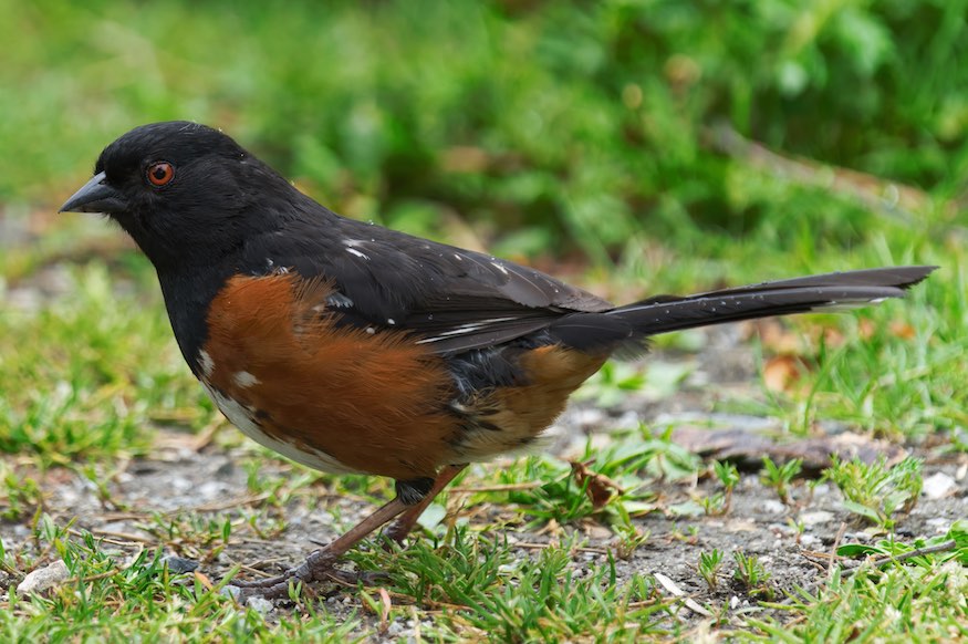 Towhee 2 0616